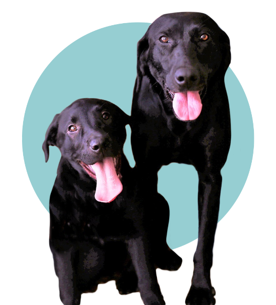 Anna Thakur's black labs; Harry (left, sitting) and Sky (right, standing)