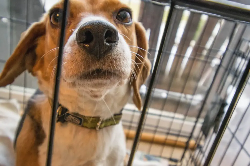 Image of beagle in kennel