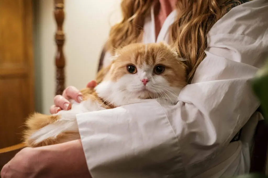 image of woman holding long haired cat