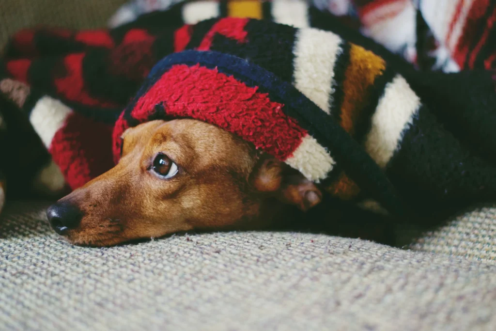 Pet dog staying warm laying under the couch, and surrounded in colorful blankets.