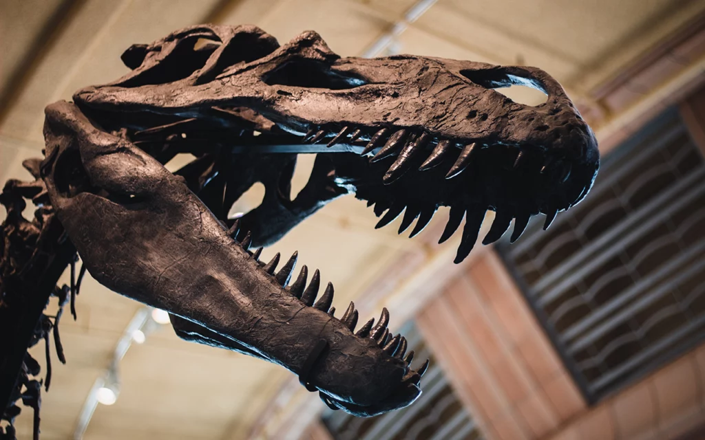 Dinosaur skeleton with lots of sharp teeth in museum.