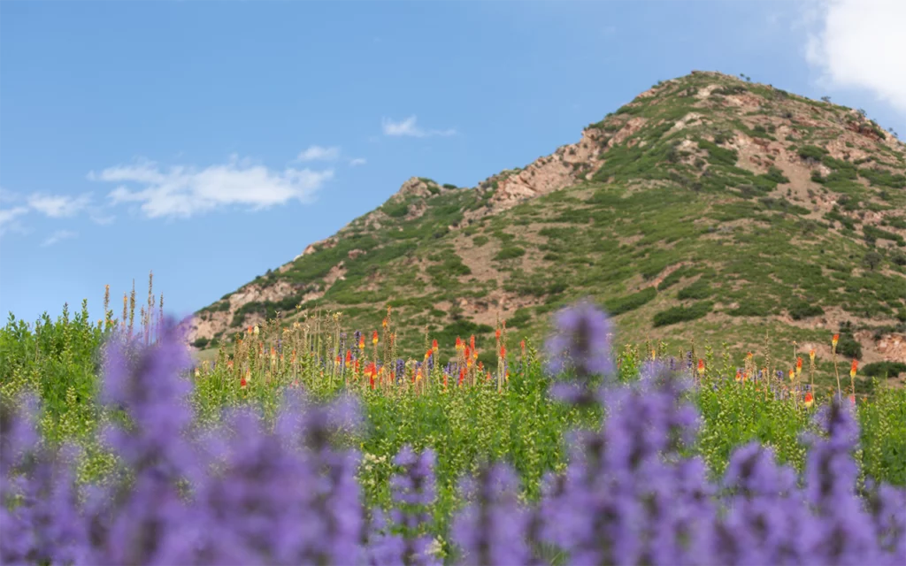 Botanical garden with purple, yellow, and orange flowers. Behind the field of flowers is a mountain.