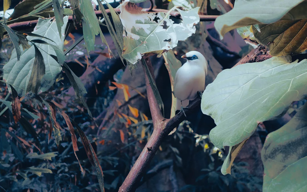 A beautiful white bird sitting on a branch. Many leaves surround it. The bird and branch are part of an aviary.