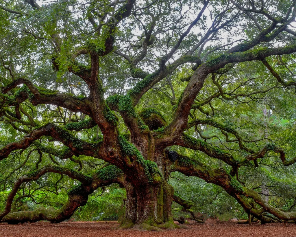 Image shows large sprawling oak tree