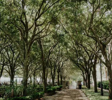 Pathway with trees on either side