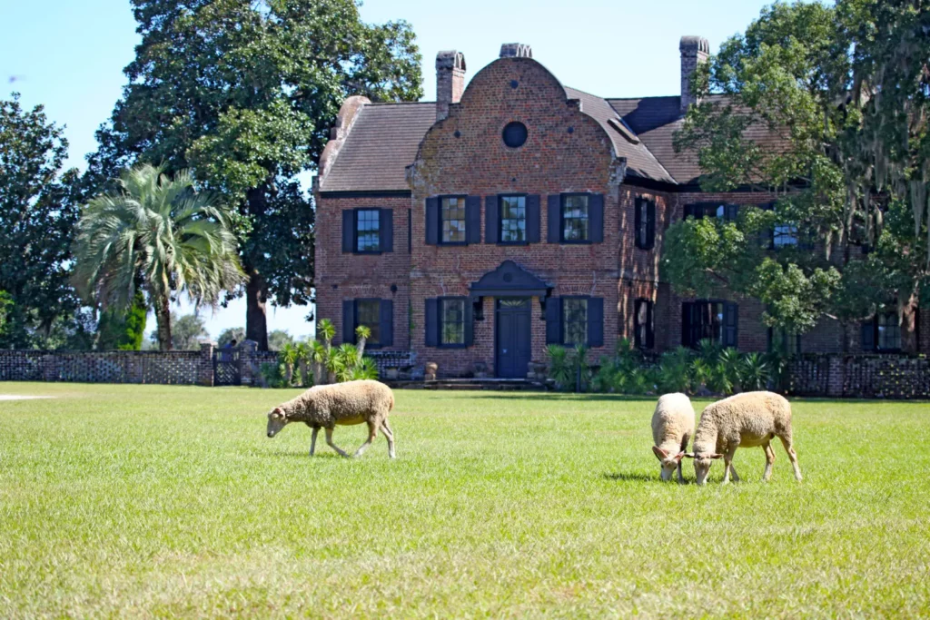 Sheep graze on the front yard of a brick manor