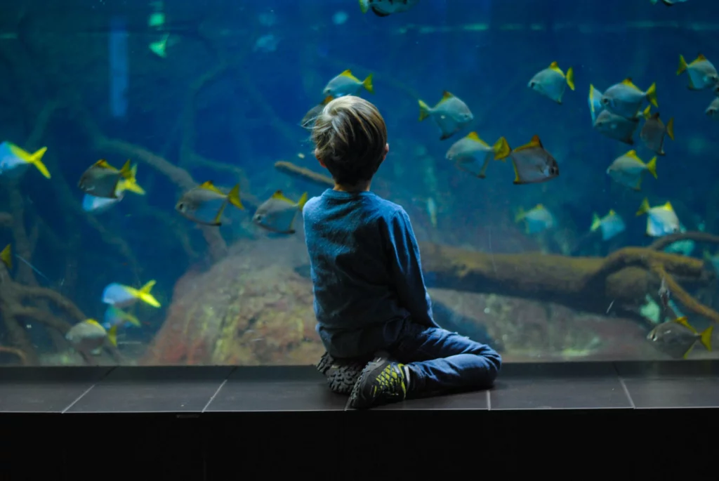 Child watches fish in an aquarium